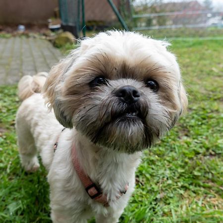 Fewo Harzer Weitblick, Hunde Willkommen, W-Lan, 2X Smart Tv, Dtv 4 Sterne, 4 Pfoten Браунлаге Екстер'єр фото