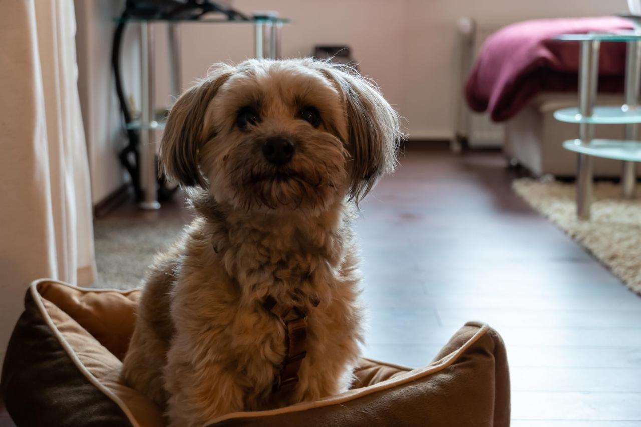 Fewo Harzer Weitblick, Hunde Willkommen, W-Lan, 2X Smart Tv, Dtv 4 Sterne, 4 Pfoten Браунлаге Екстер'єр фото